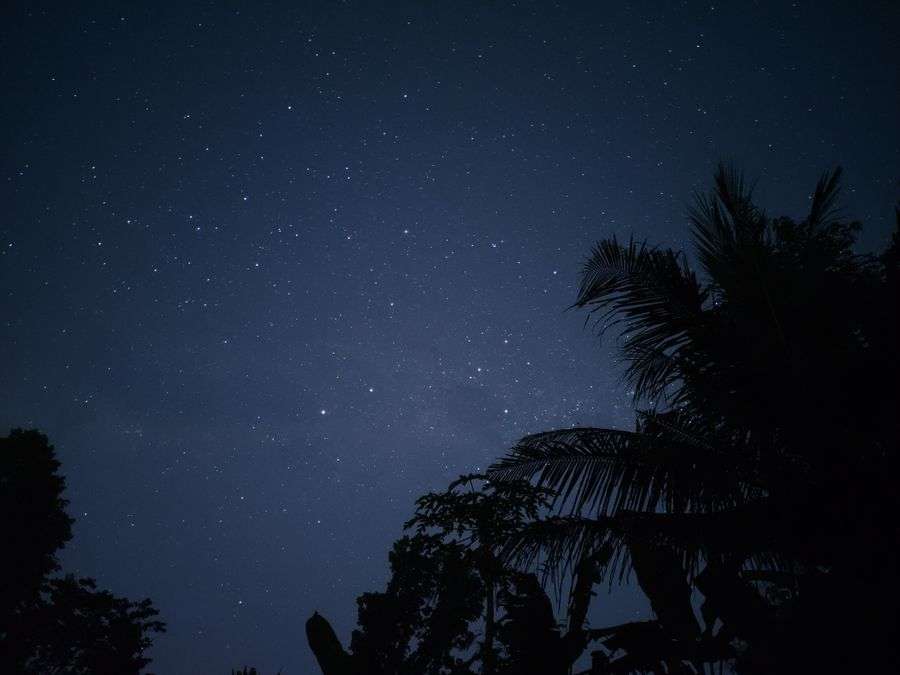 Pohon palem bersilang di depan langit malam penuh bintang
